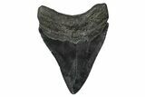 Fossil Megalodon Tooth - South Carolina #340214-1